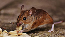 24 Hour & Emergency Exterminators in N Middletown, NJ